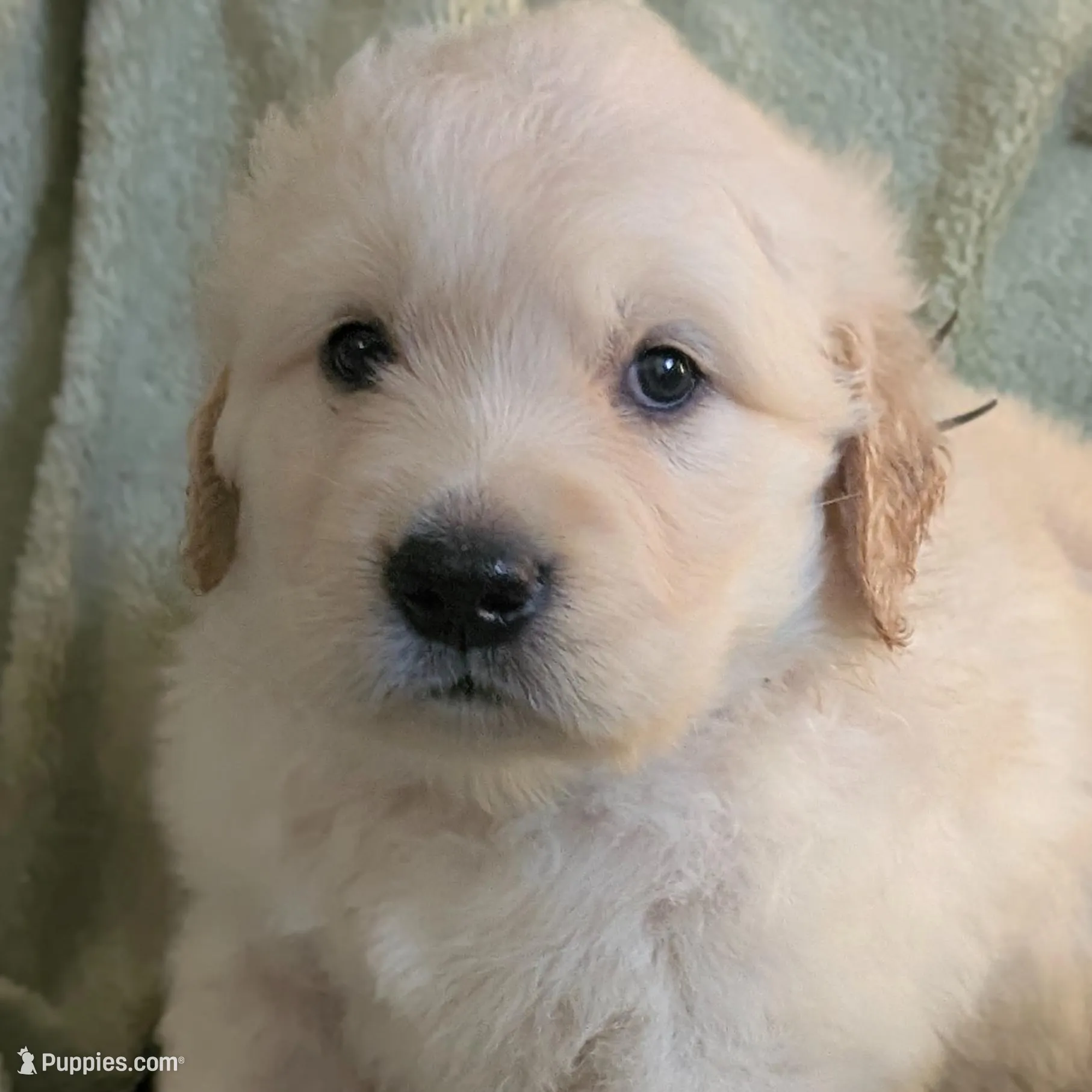 "Apollo" black collar, a male Golden Retriever for sale in Modesto, CA – Photo 4 of 9