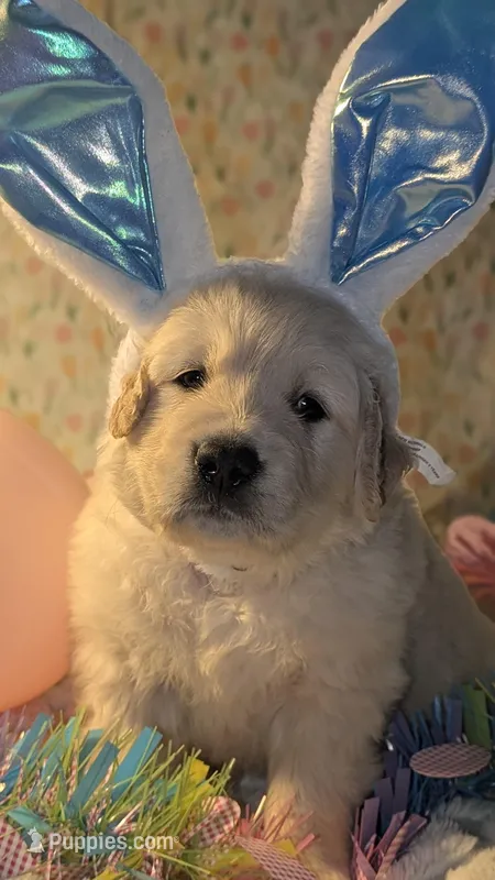 "Apollo" black collar