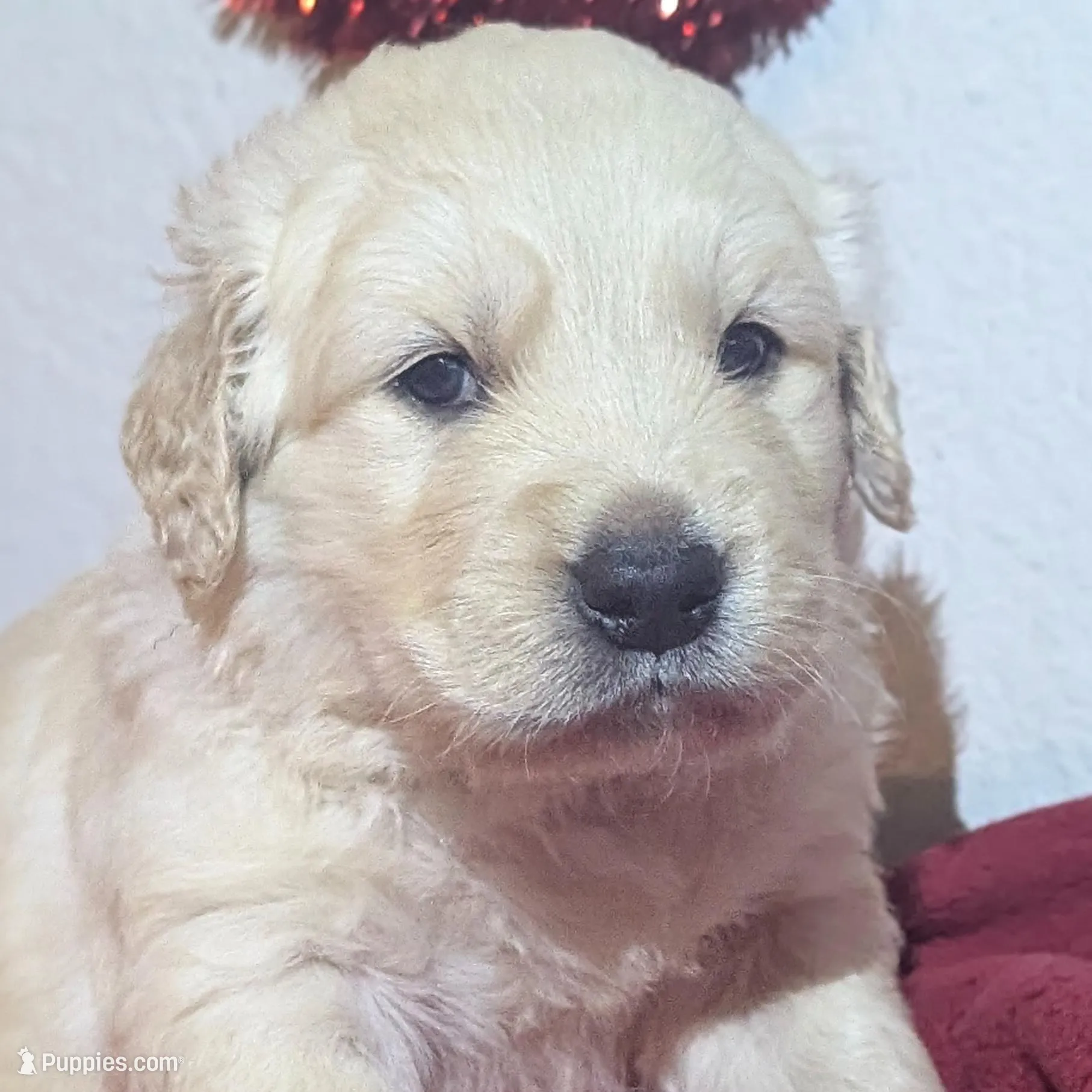 "Apollo" black collar, a male Golden Retriever for sale in Modesto, CA – Photo 6 of 9