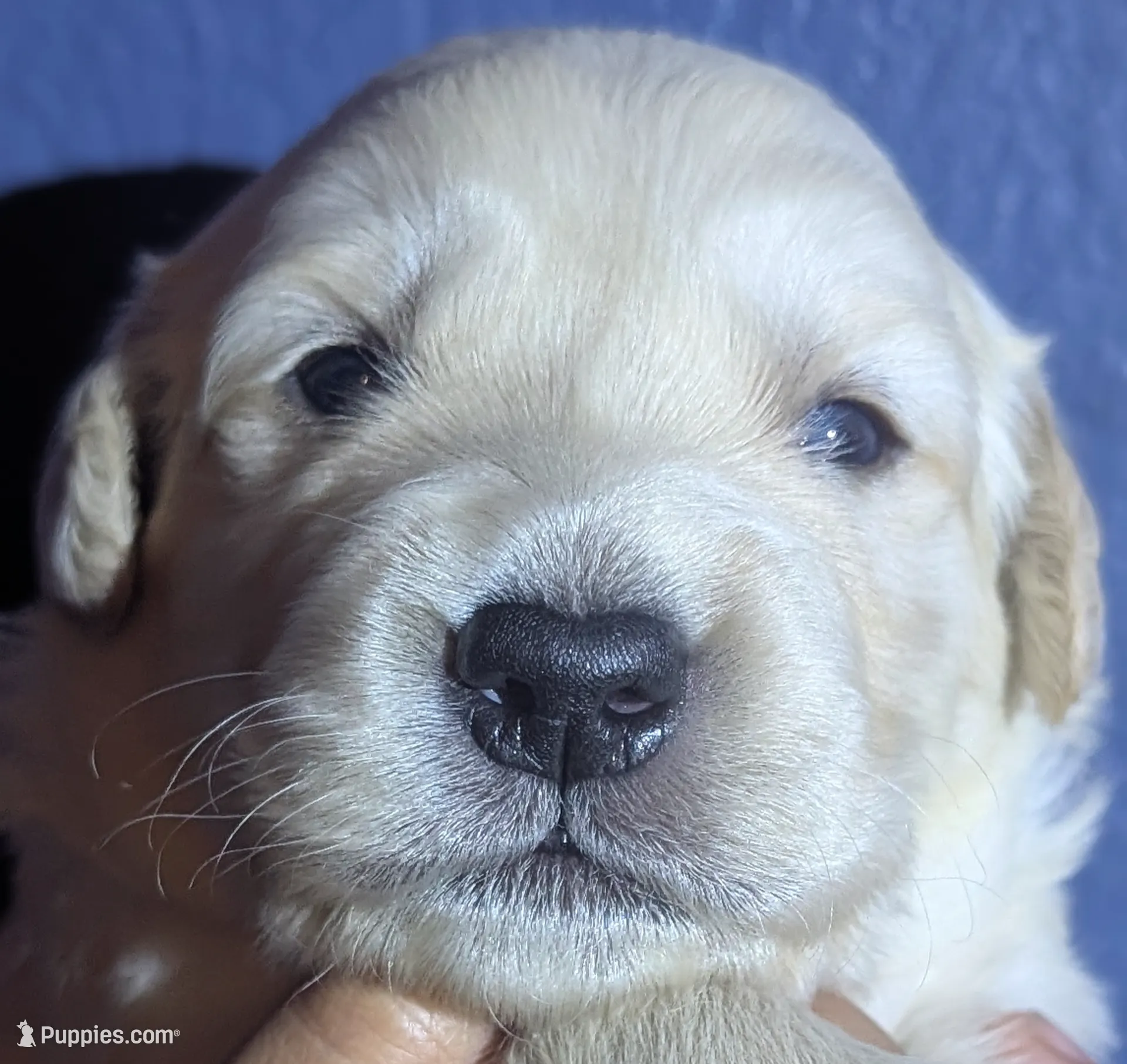 "Apollo" black collar, a male Golden Retriever for sale in Modesto, CA – Photo 9 of 9