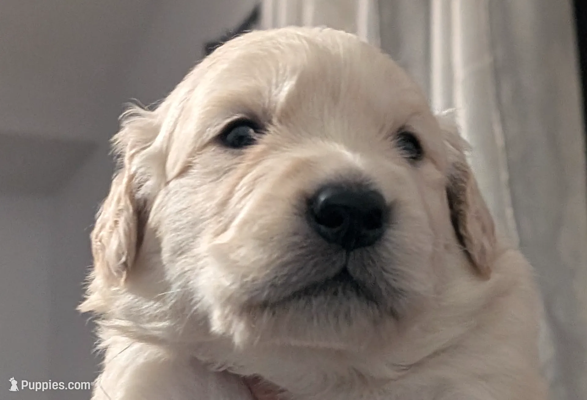 "Apollo" black collar, a male Golden Retriever for sale in Modesto, CA – Photo 8 of 9