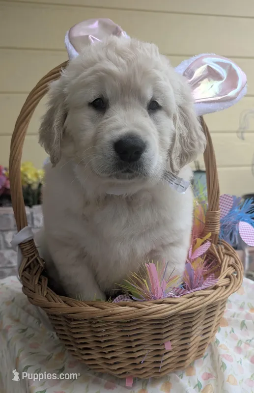 "Athena" pink collar