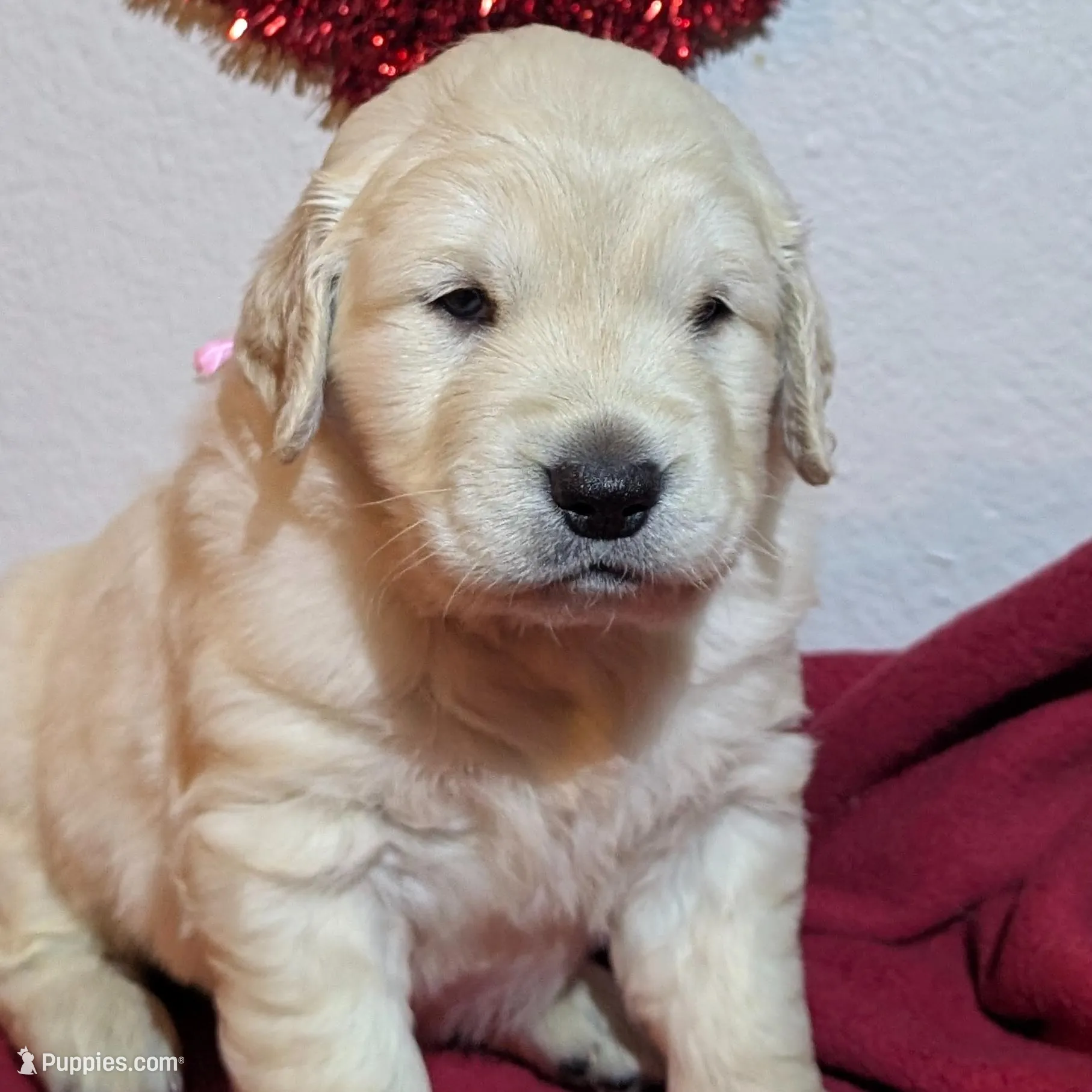 "Athena" pink collar, a female Golden Retriever for sale in Modesto, CA – Photo 4 of 10