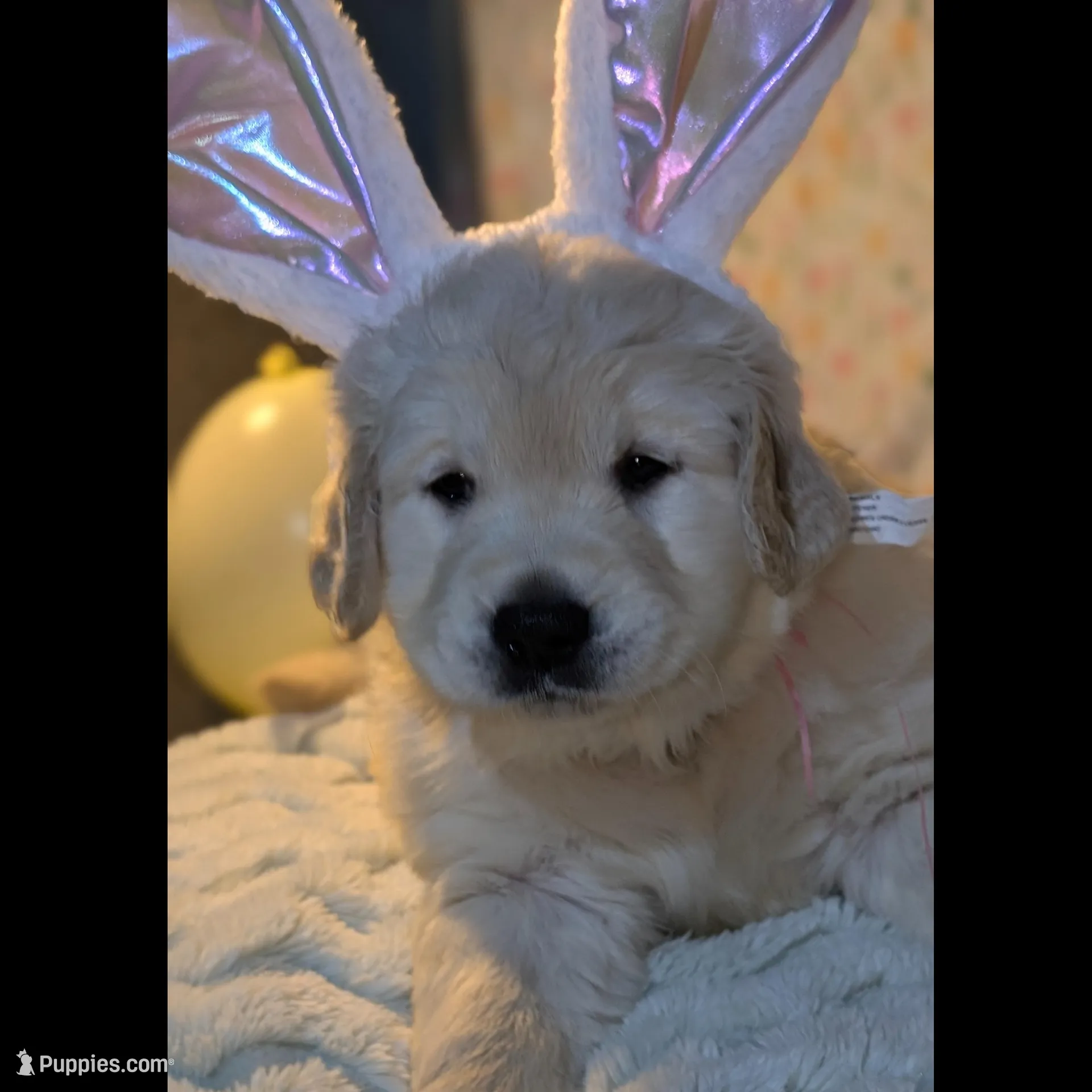 "Athena" pink collar