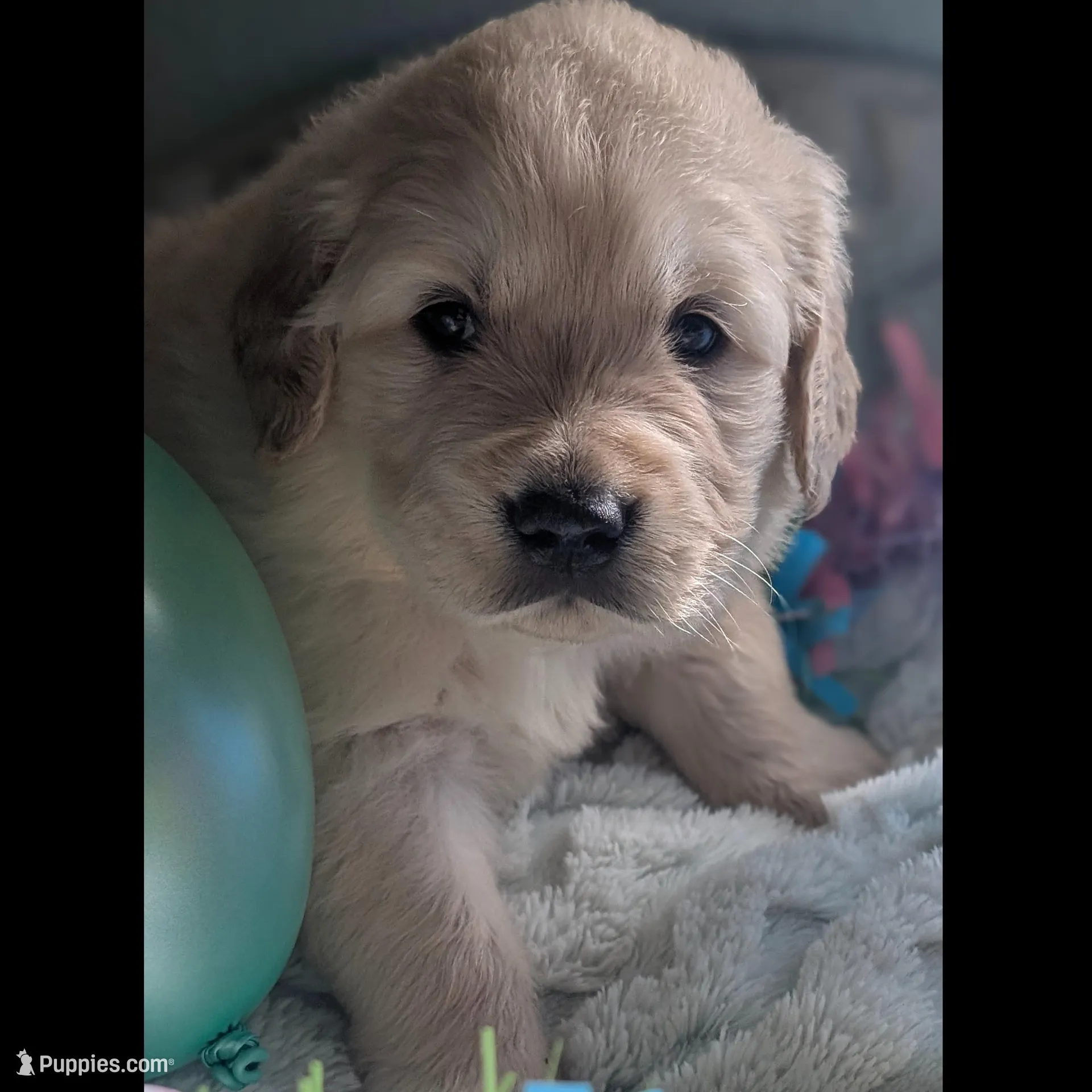 Light blue boy, a male Golden Retriever for sale in Modesto, CA – Photo 1 of 6