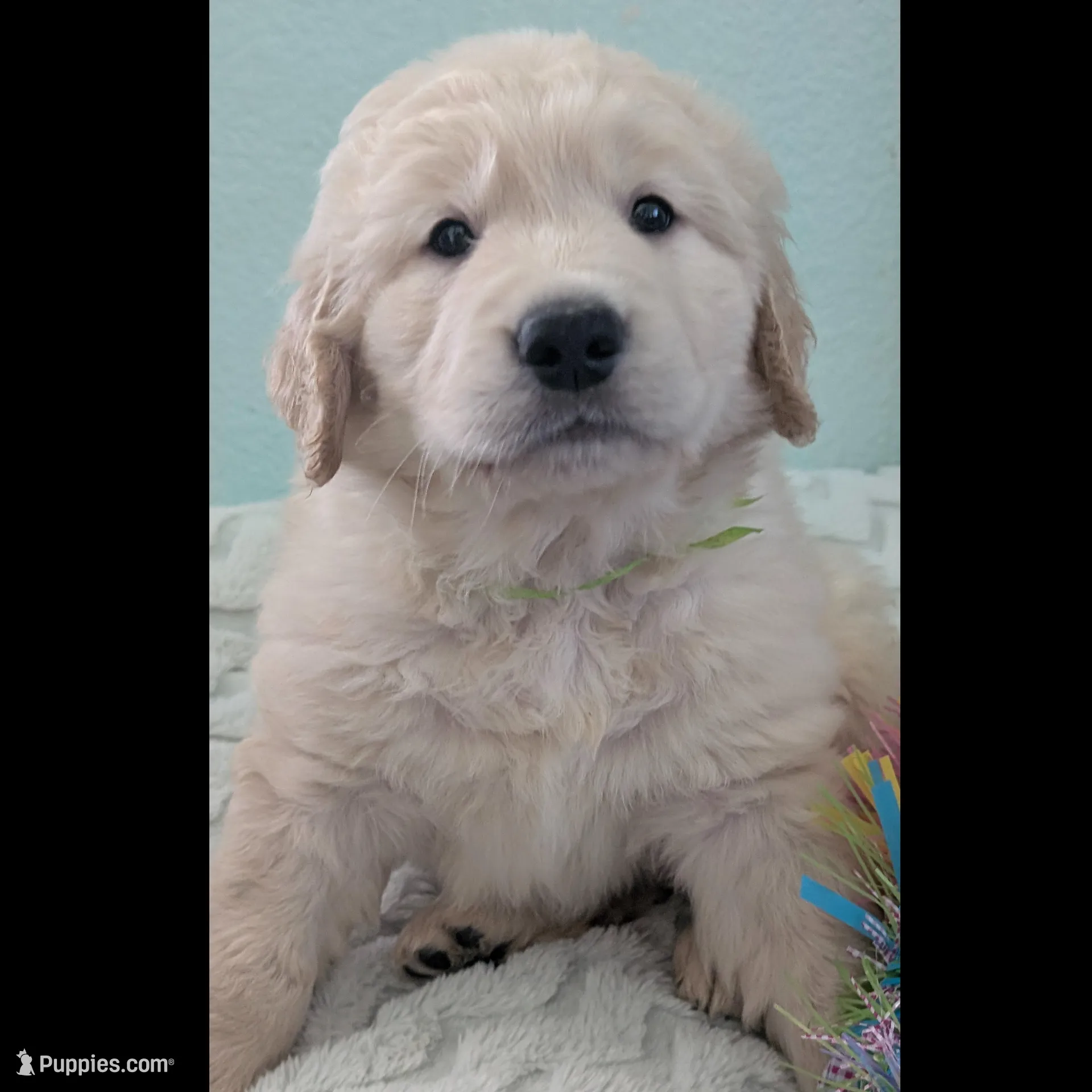 "Hercules" Green collar