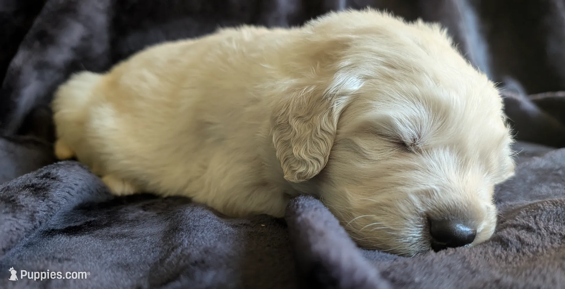 "Hercules" Green collar