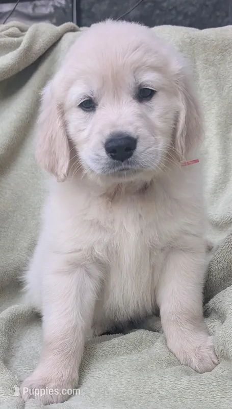 Little red – Golden Retriever puppy for sale in Modesto, CA