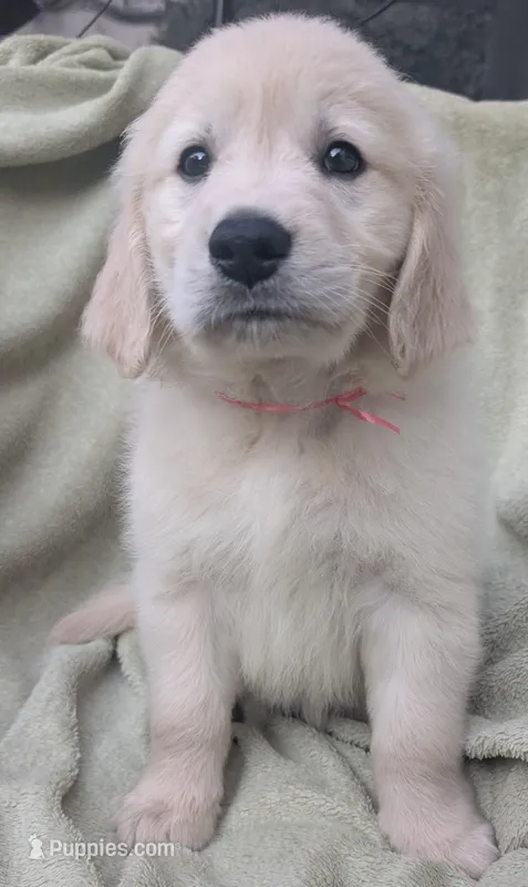 Little red – Golden Retriever puppy for sale in Modesto, CA