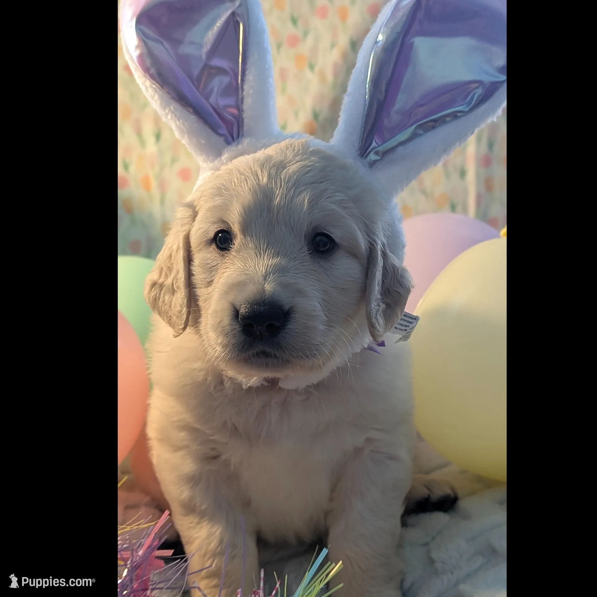 "Aphrodite" purple collar