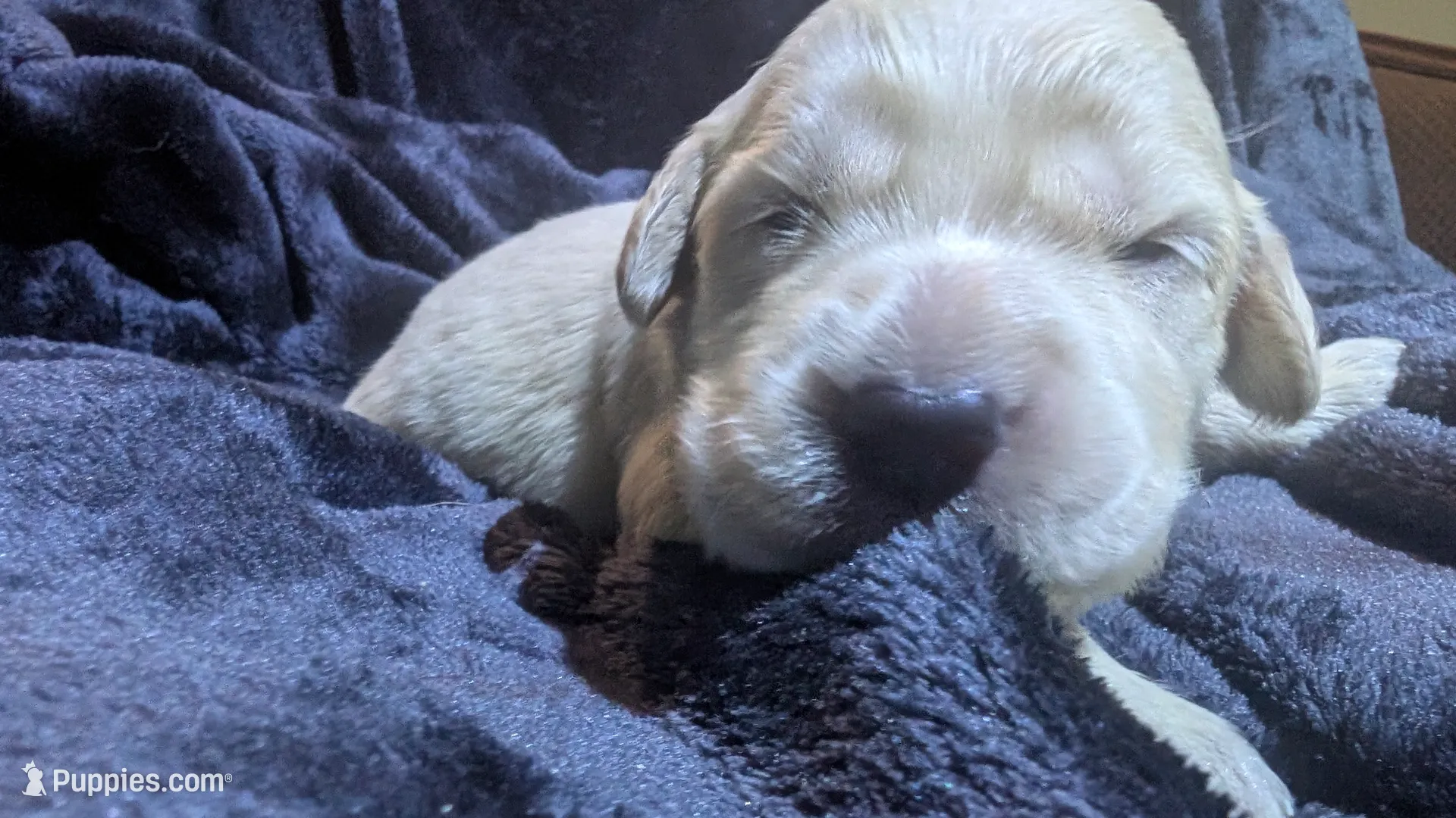 Purple girl, a female Golden Retriever for sale in Modesto, CA – Photo 7 of 8