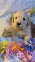 Purple girl, a female Golden Retriever for sale in Modesto, CA – Photo 5 of 8