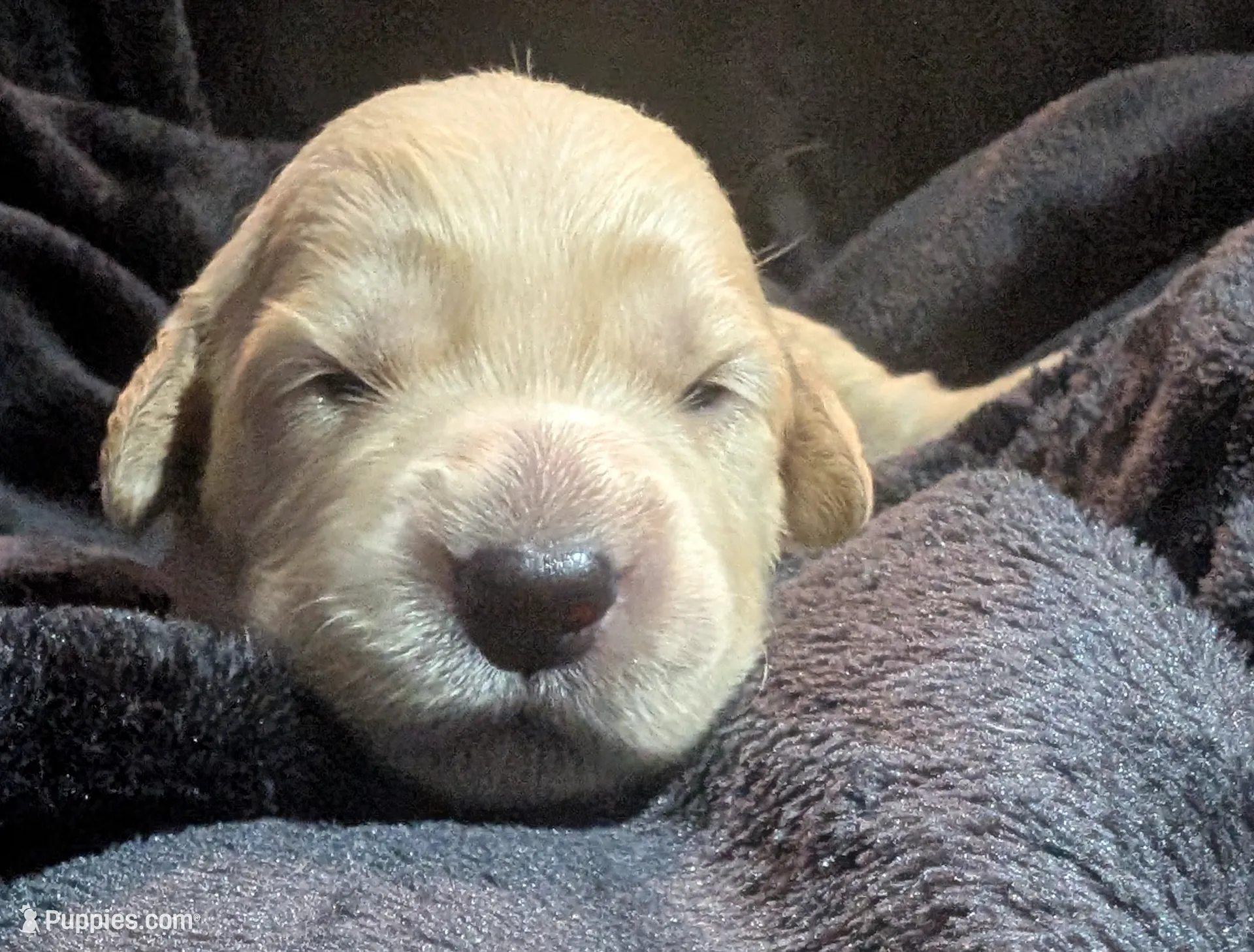 Purple girl, a female Golden Retriever for sale in Modesto, CA – Photo 8 of 8