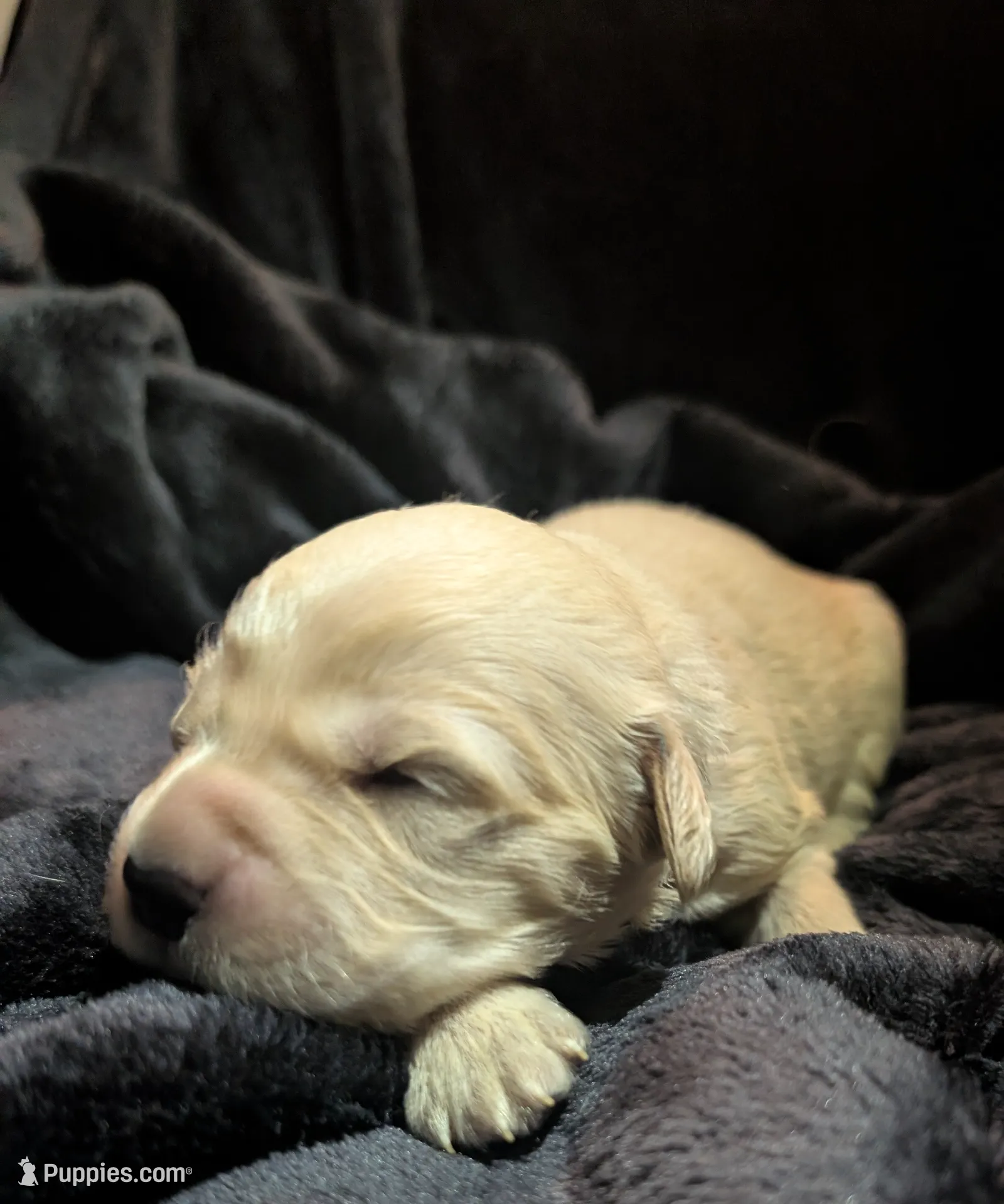Purple girl, a female Golden Retriever for sale in Modesto, CA – Photo 6 of 8