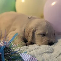 Black collar boy, a male Golden Retriever for sale in Modesto, CA – Photo 5 of 10