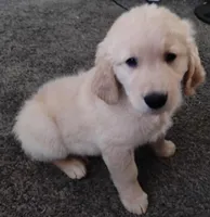 Black collar boy, a male Golden Retriever for sale in Modesto, CA – Photo 6 of 10