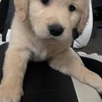 Black collar boy, a male Golden Retriever for sale in Modesto, CA – Photo 8 of 10