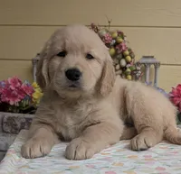 Black collar boy, a male Golden Retriever for sale in Modesto, CA – Photo 1 of 10