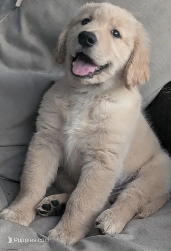 AKC boy – Golden Retriever puppy for sale in Modesto, CA