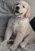 AKC boy, a male Golden Retriever for sale in Modesto, CA – Photo 1 of 10