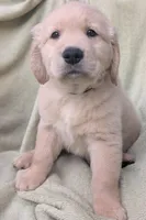 Black collar boy, a male Golden Retriever for sale in Modesto, CA – Photo 4 of 10