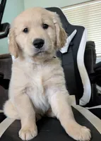 Black collar boy, a male Golden Retriever for sale in Modesto, CA – Photo 3 of 10