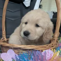 Black collar boy, a male Golden Retriever for sale in Modesto, CA – Photo 7 of 10