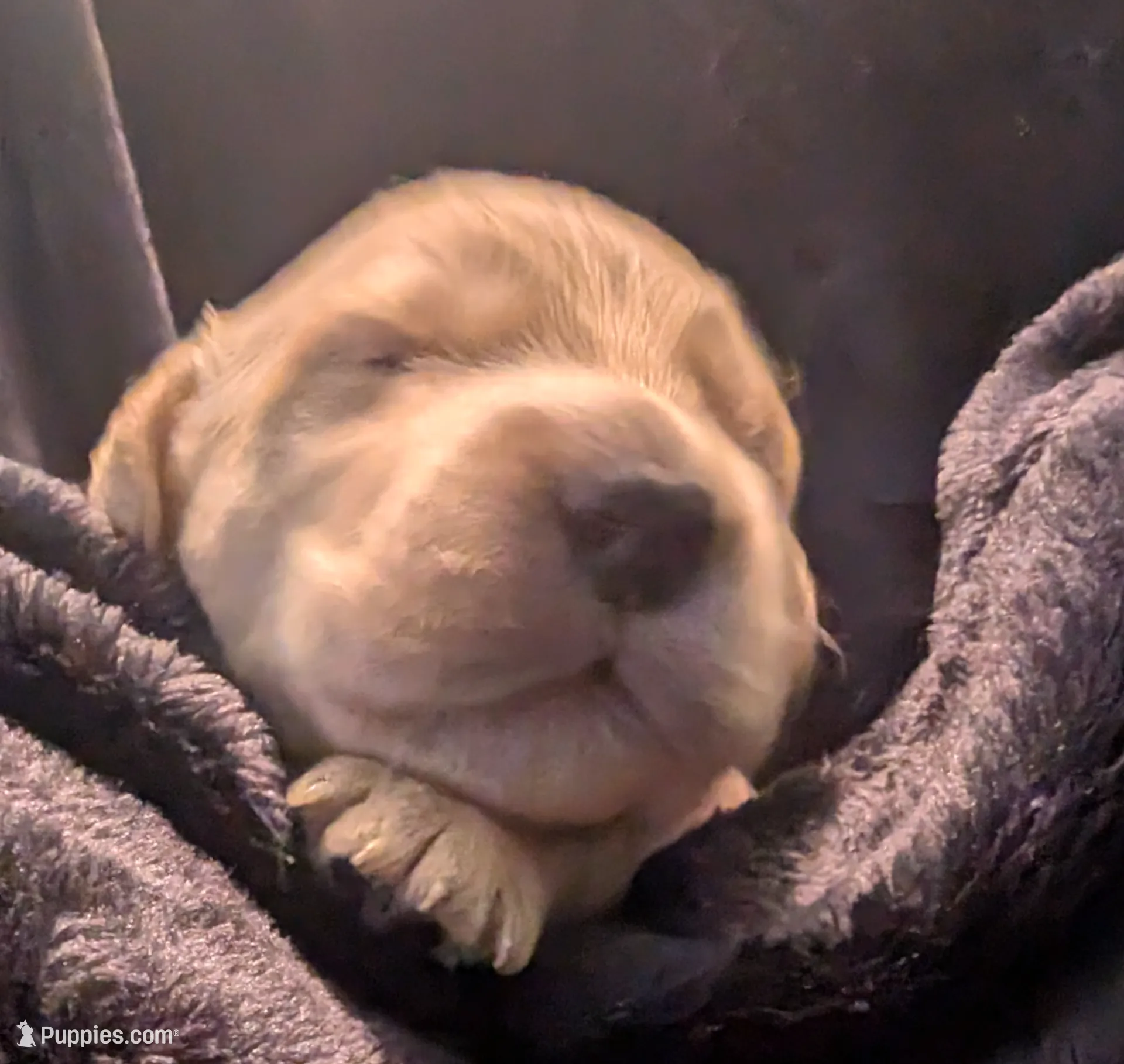 Black boy, a male Golden Retriever for sale in Modesto, CA – Photo 5 of 8