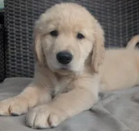 AKC boy, a male Golden Retriever for sale in Modesto, CA – Photo 3 of 10