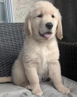 AKC boy, a male Golden Retriever for sale in Modesto, CA – Photo 2 of 10