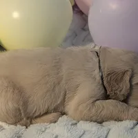 Black collar boy, a male Golden Retriever for sale in Modesto, CA – Photo 9 of 10