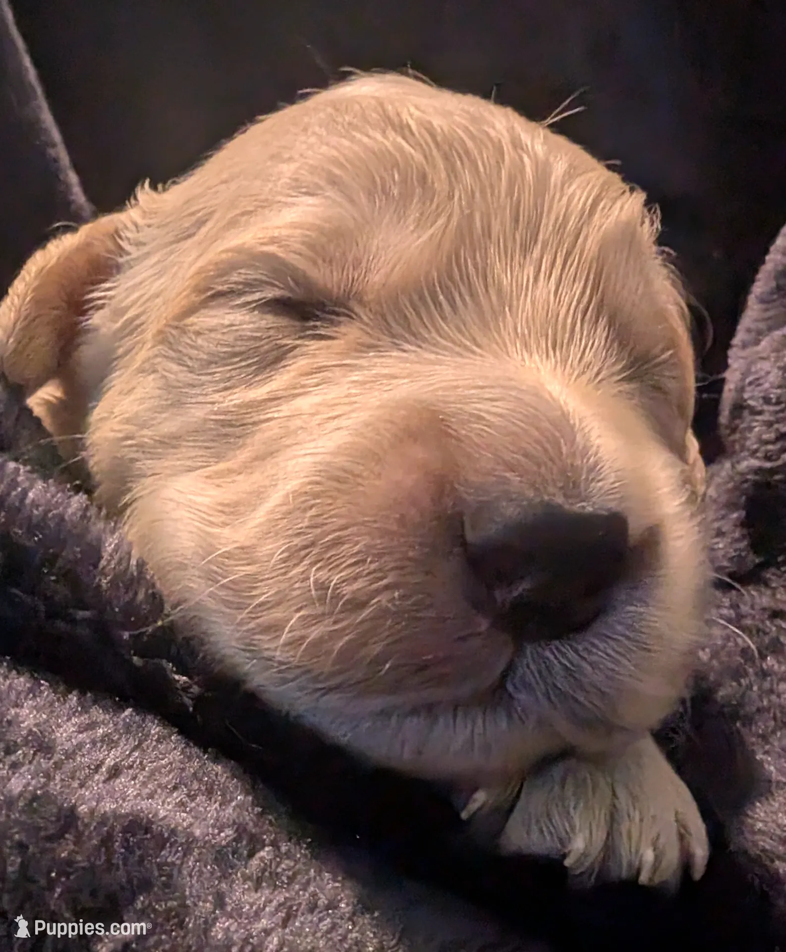 Black boy, a male Golden Retriever for sale in Modesto, CA – Photo 3 of 8