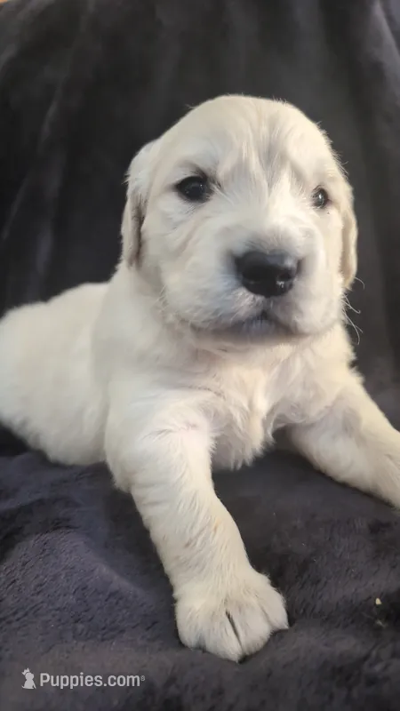 "Deimos" blue collar