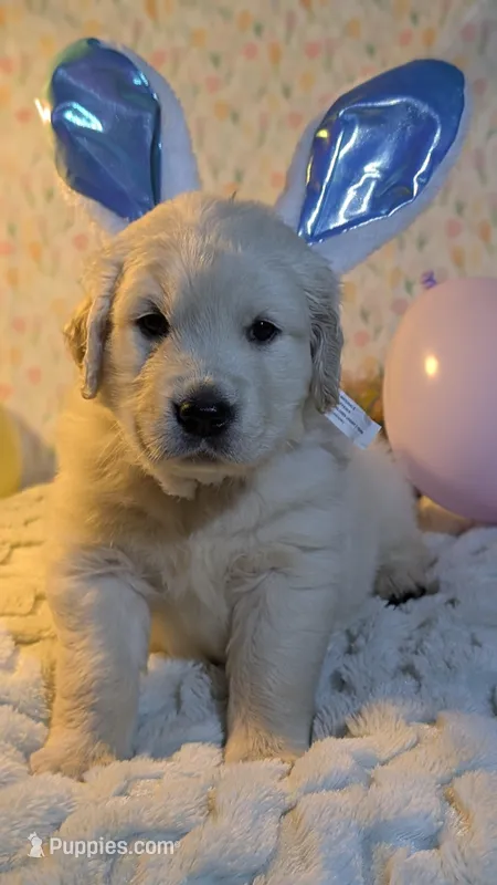 "Deimos" blue collar