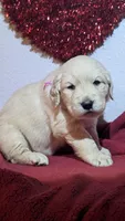 magenta collar, a female Golden Retriever for sale in Modesto, CA – Photo 4 of 8