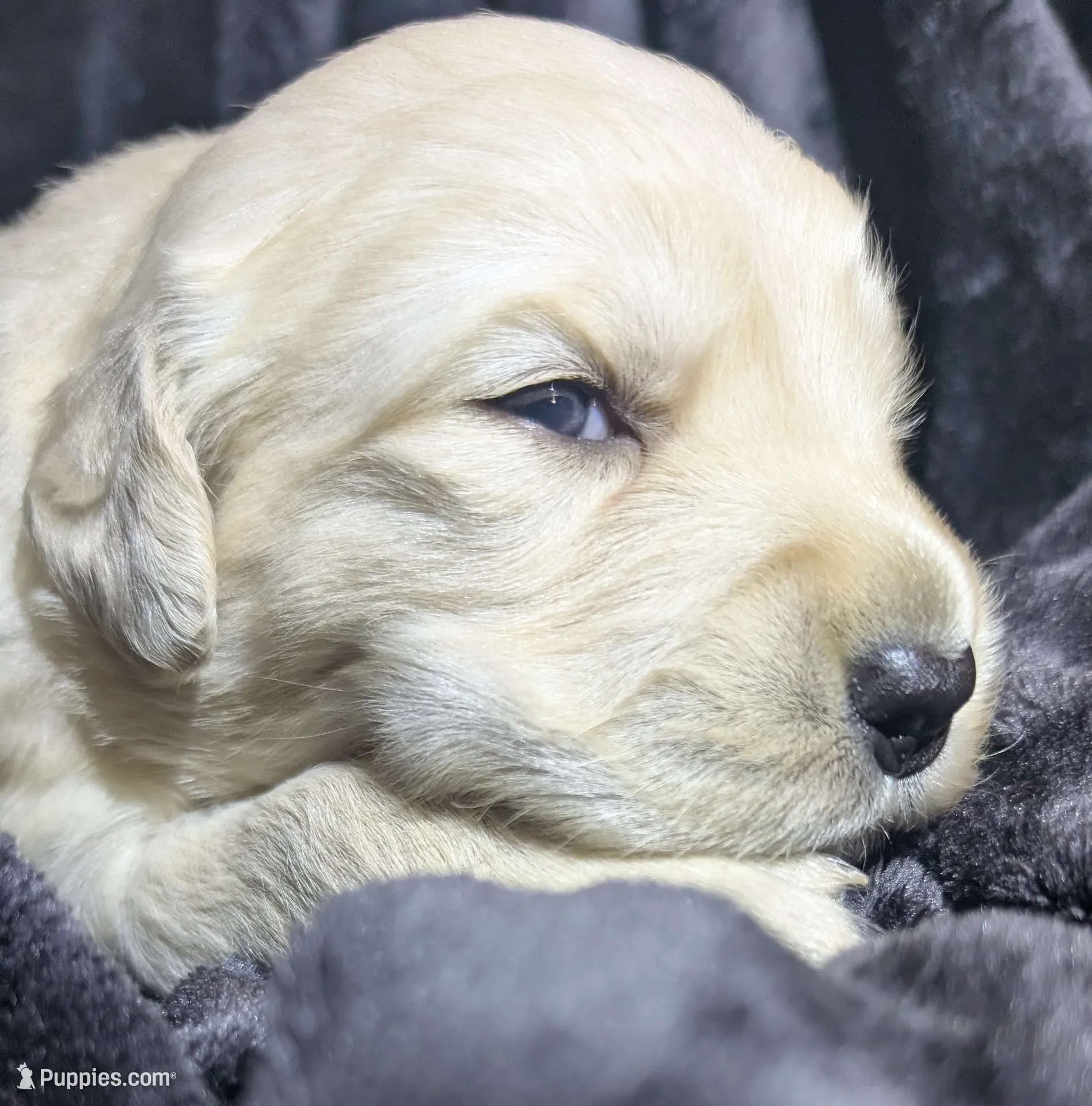 magenta collar, a female Golden Retriever for sale in Modesto, CA – Photo 7 of 8