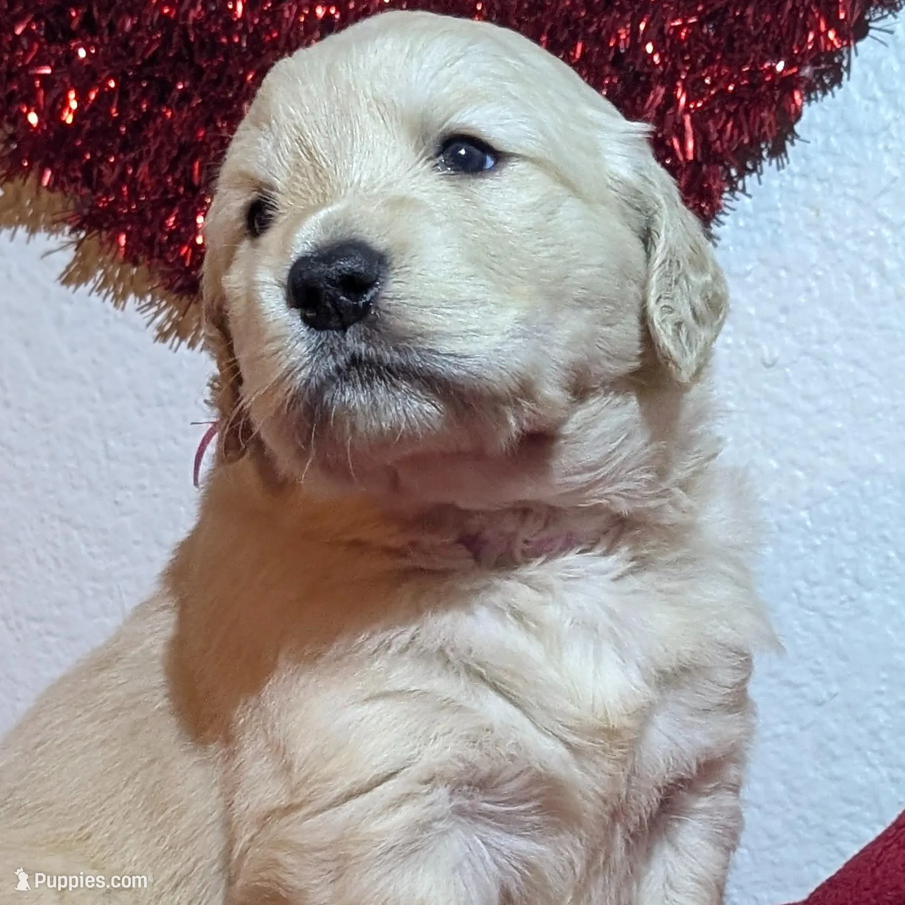 magenta collar, a female Golden Retriever for sale in Modesto, CA – Photo 6 of 8