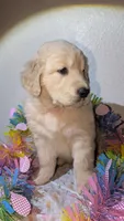 magenta collar, a female Golden Retriever for sale in Modesto, CA – Photo 1 of 8