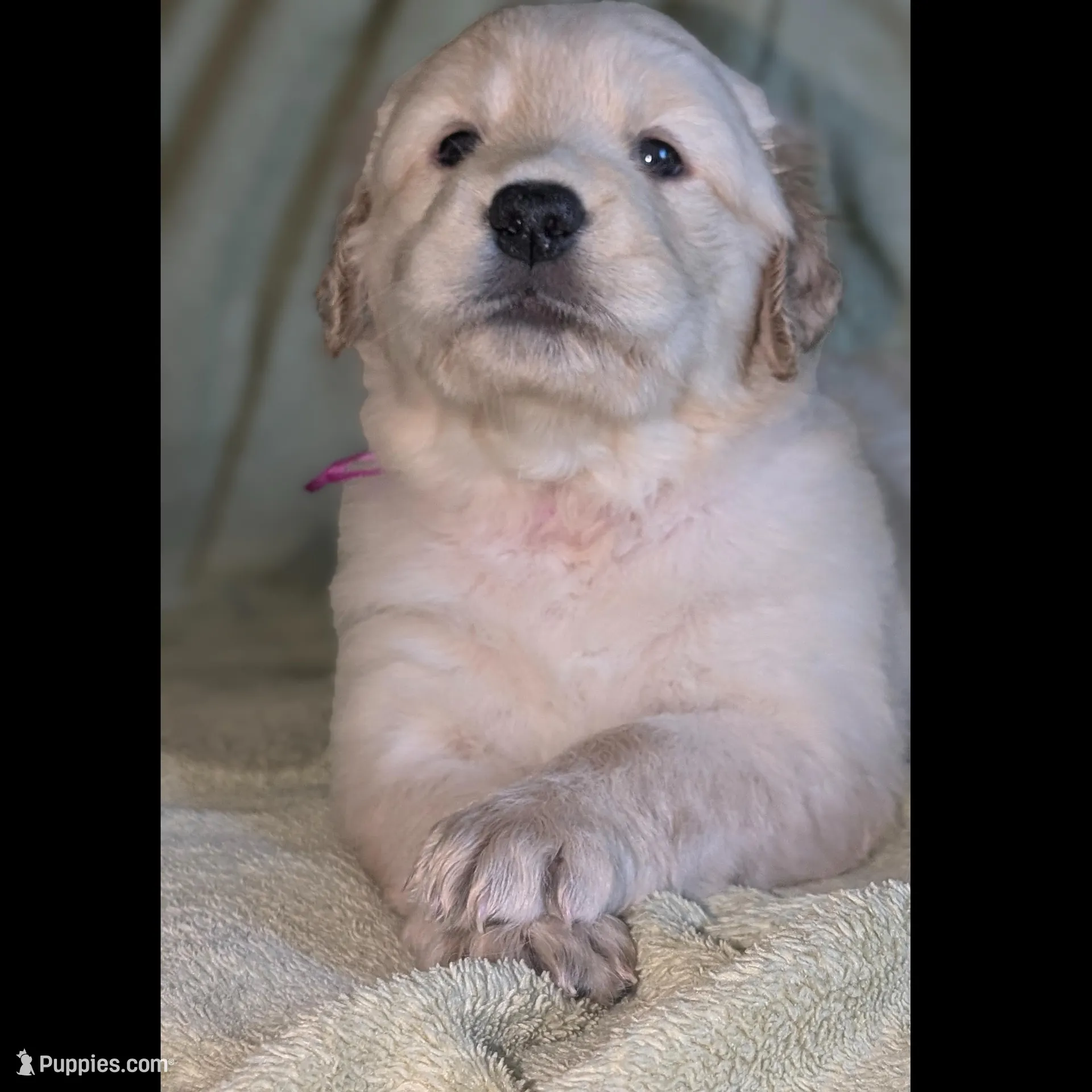 magenta collar, a female Golden Retriever for sale in Modesto, CA – Photo 2 of 8