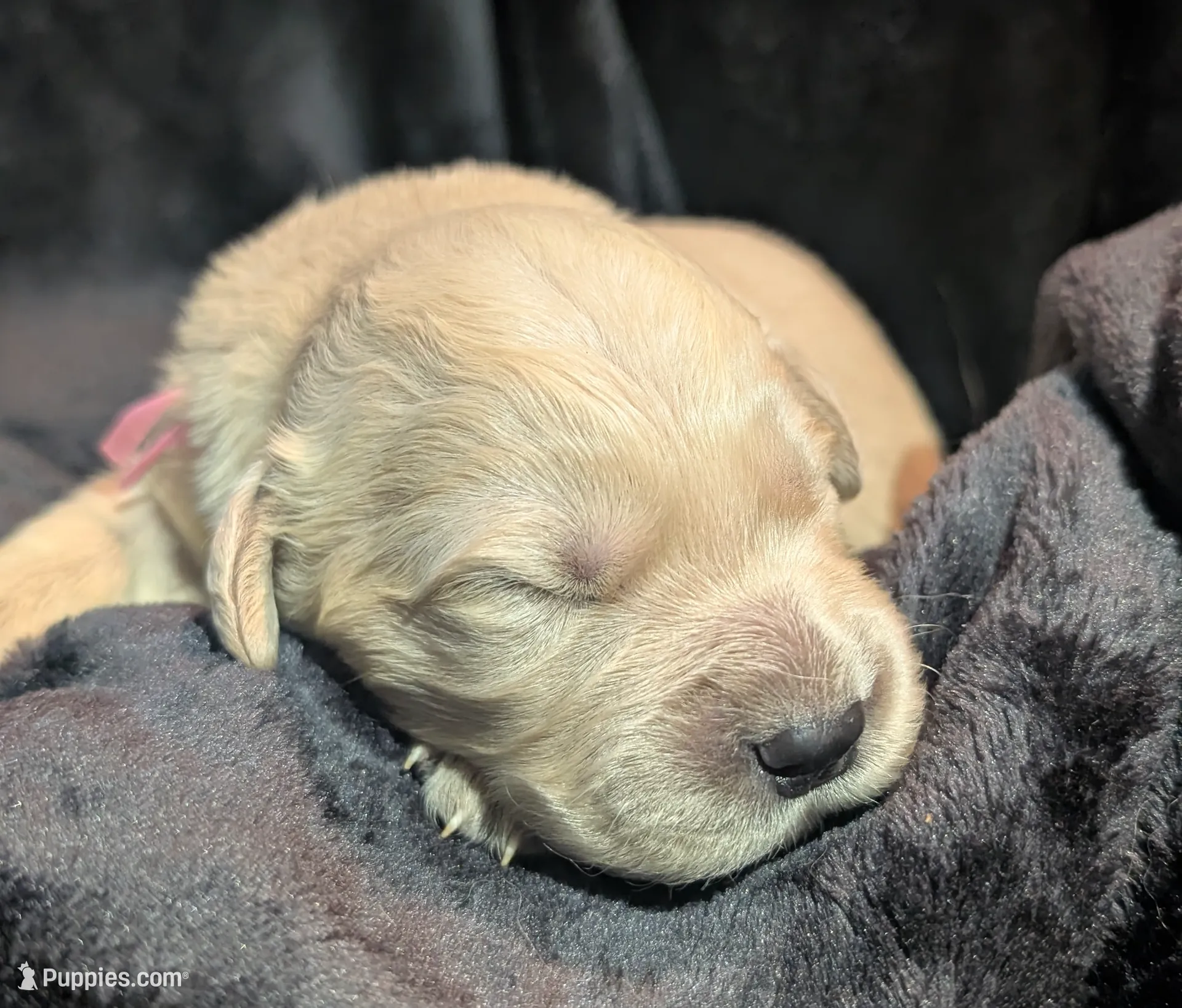 Pink girl, a female Golden Retriever for sale in Modesto, CA – Photo 3 of 5