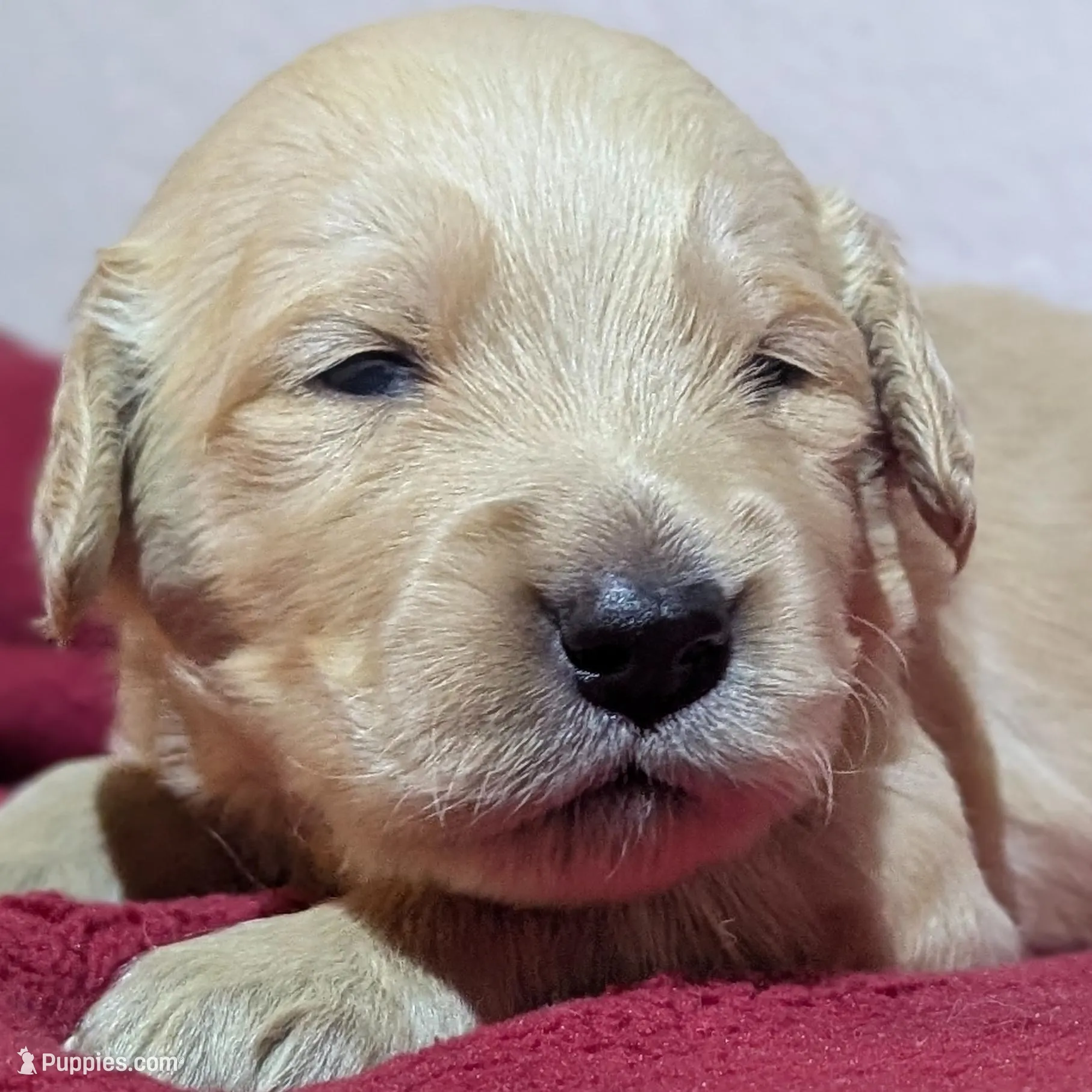 Black boy, a male Golden Retriever for sale in Modesto, CA – Photo 7 of 8