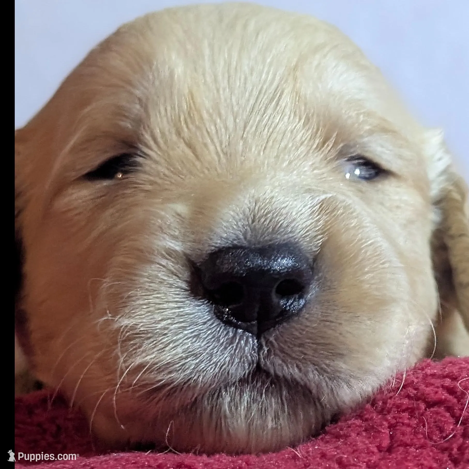 Black boy, a male Golden Retriever for sale in Modesto, CA – Photo 4 of 8