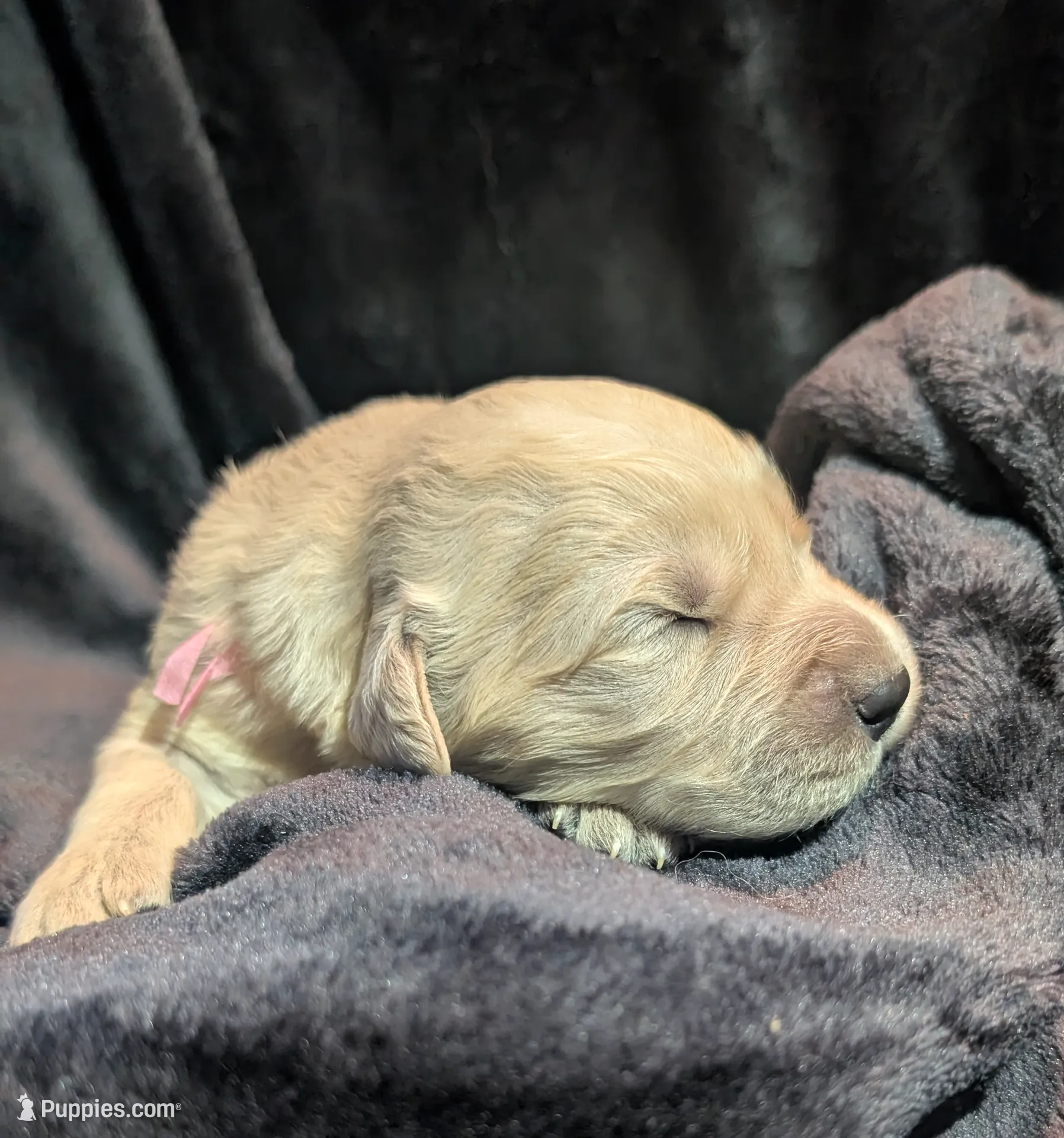 Pink girl, a female Golden Retriever for sale in Modesto, CA – Photo 2 of 5