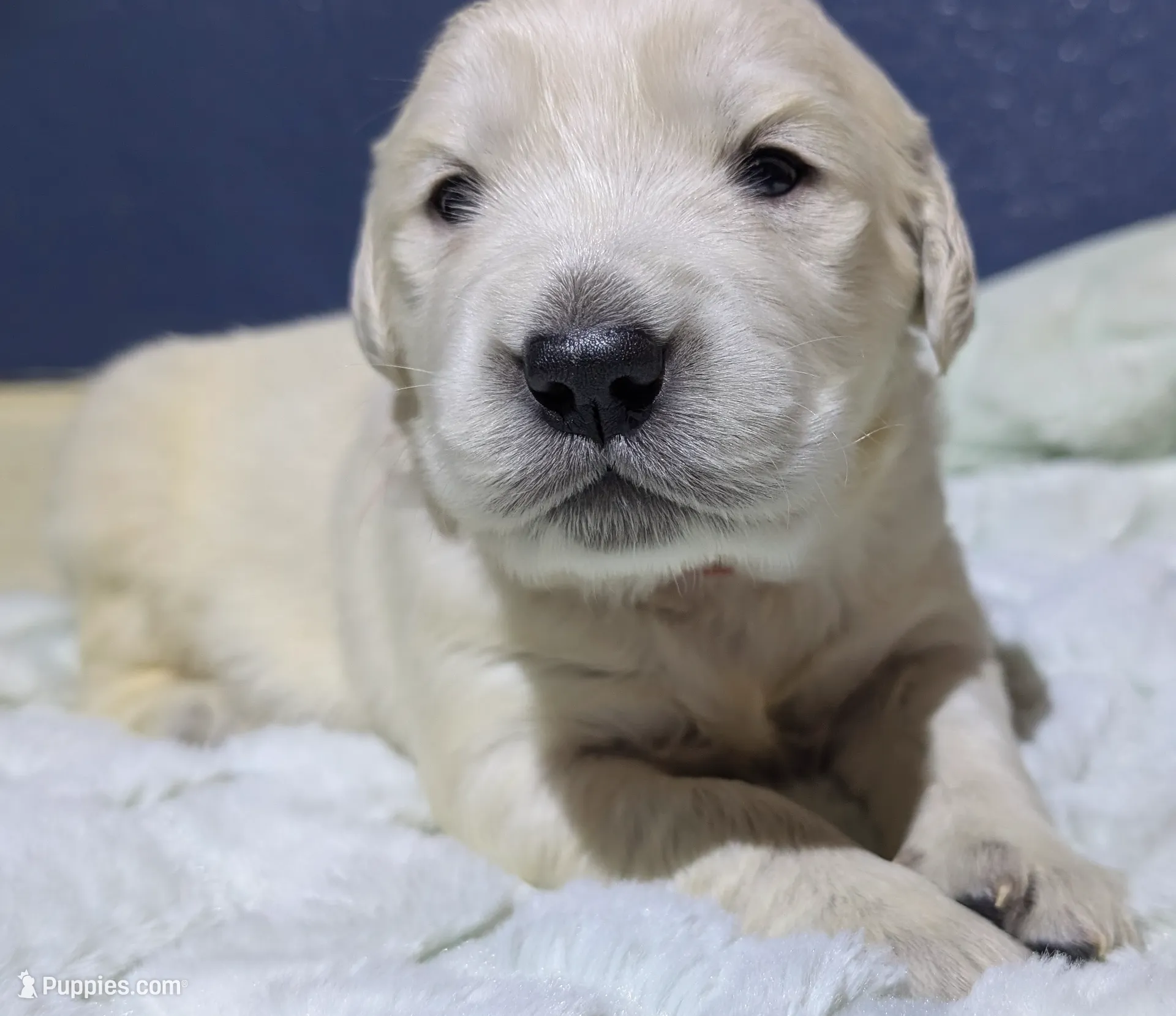 Kratos (red), a male Golden Retriever for sale in Modesto, CA – Photo 7 of 8