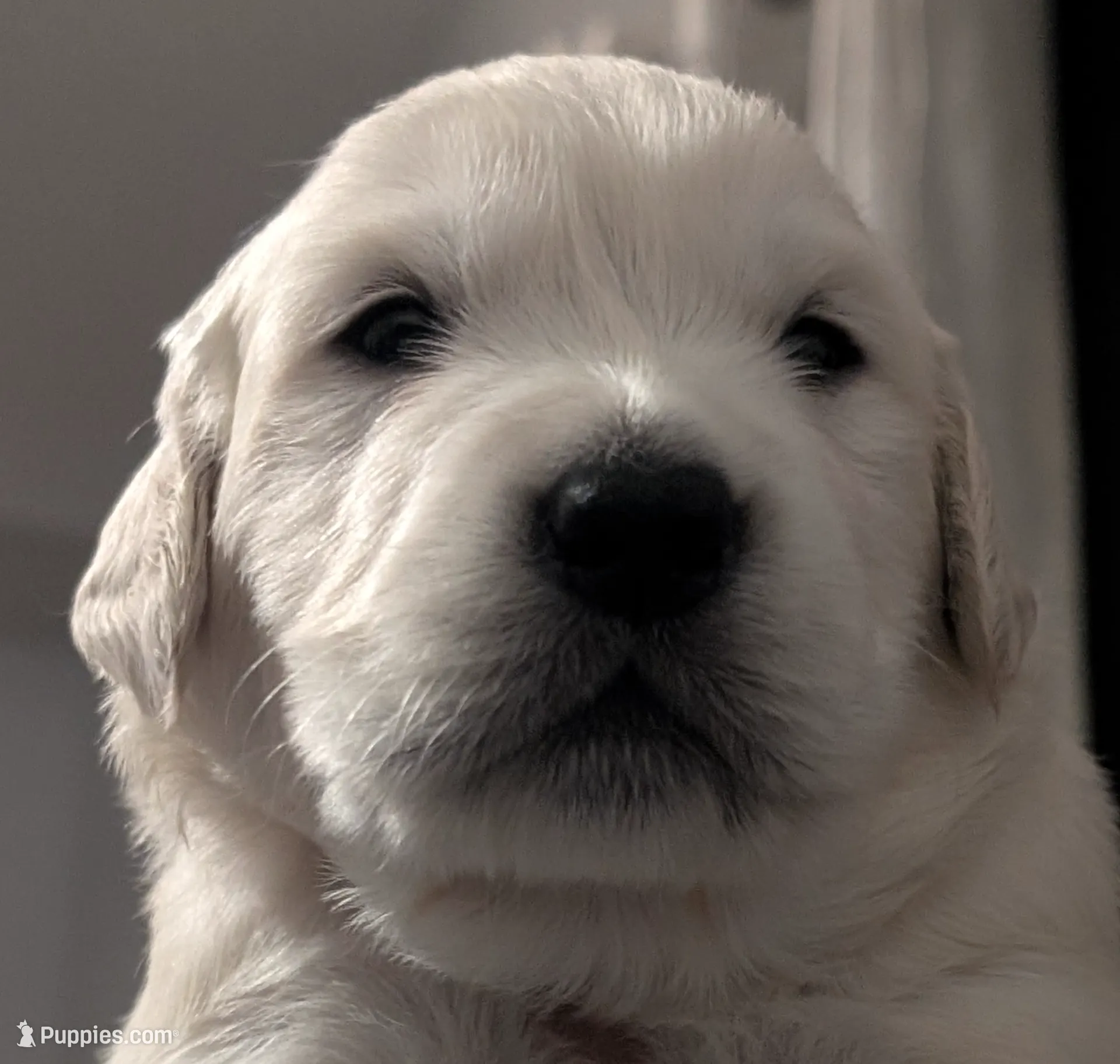 Kratos (red), a male Golden Retriever for sale in Modesto, CA – Photo 6 of 8