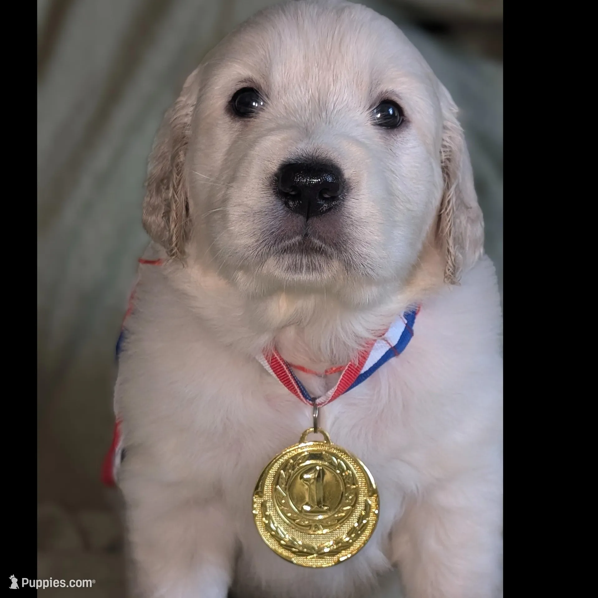Kratos (red), a male Golden Retriever for sale in Modesto, CA – Photo 2 of 8