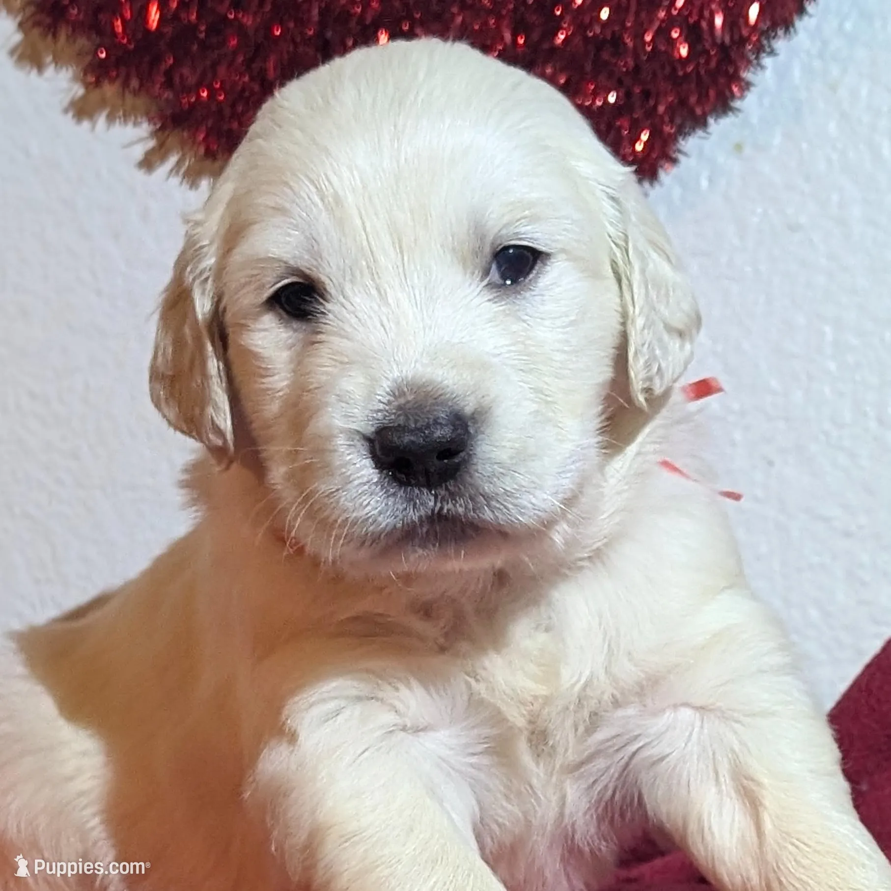 Kratos (red), a male Golden Retriever for sale in Modesto, CA – Photo 4 of 8