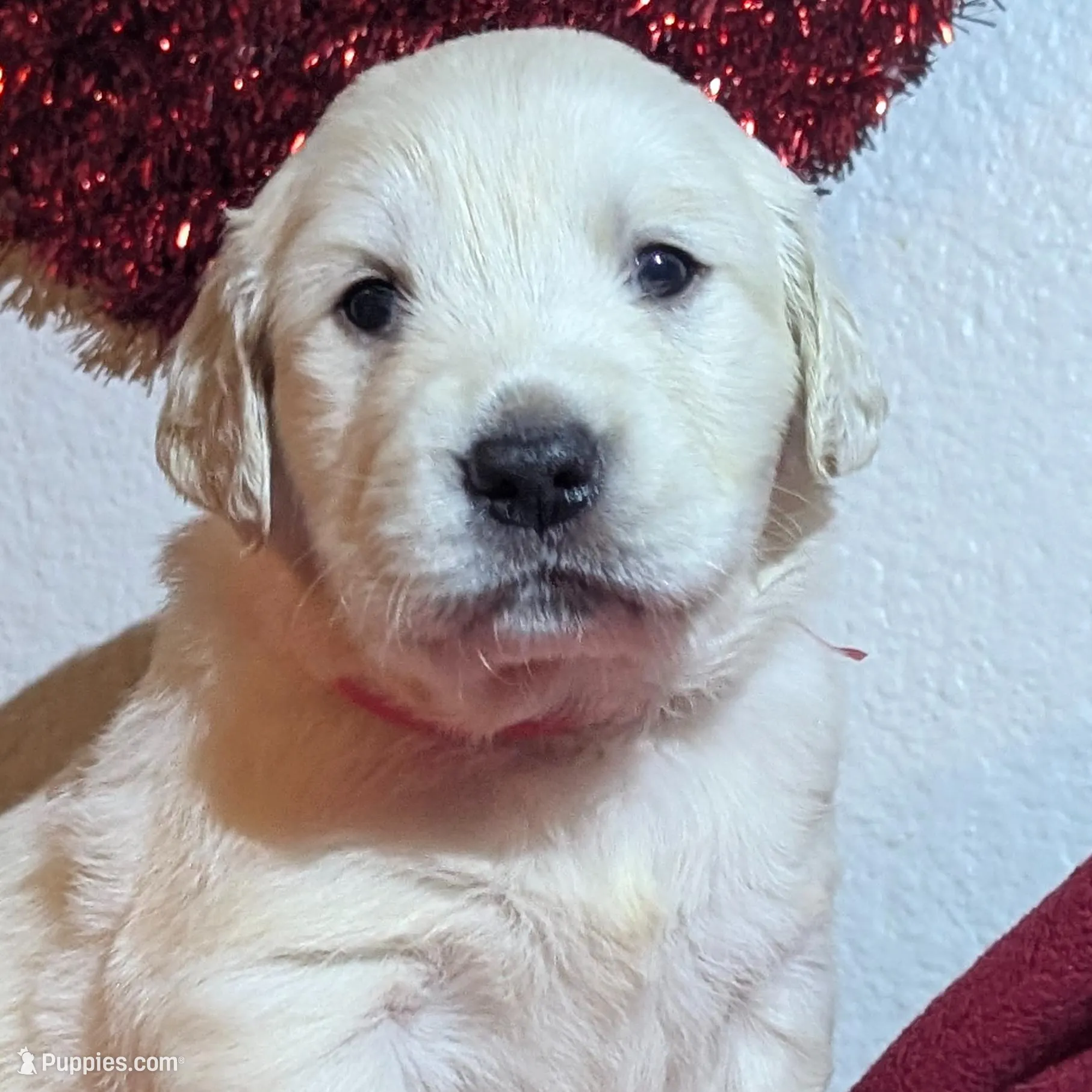 Kratos (red), a male Golden Retriever for sale in Modesto, CA – Photo 5 of 8