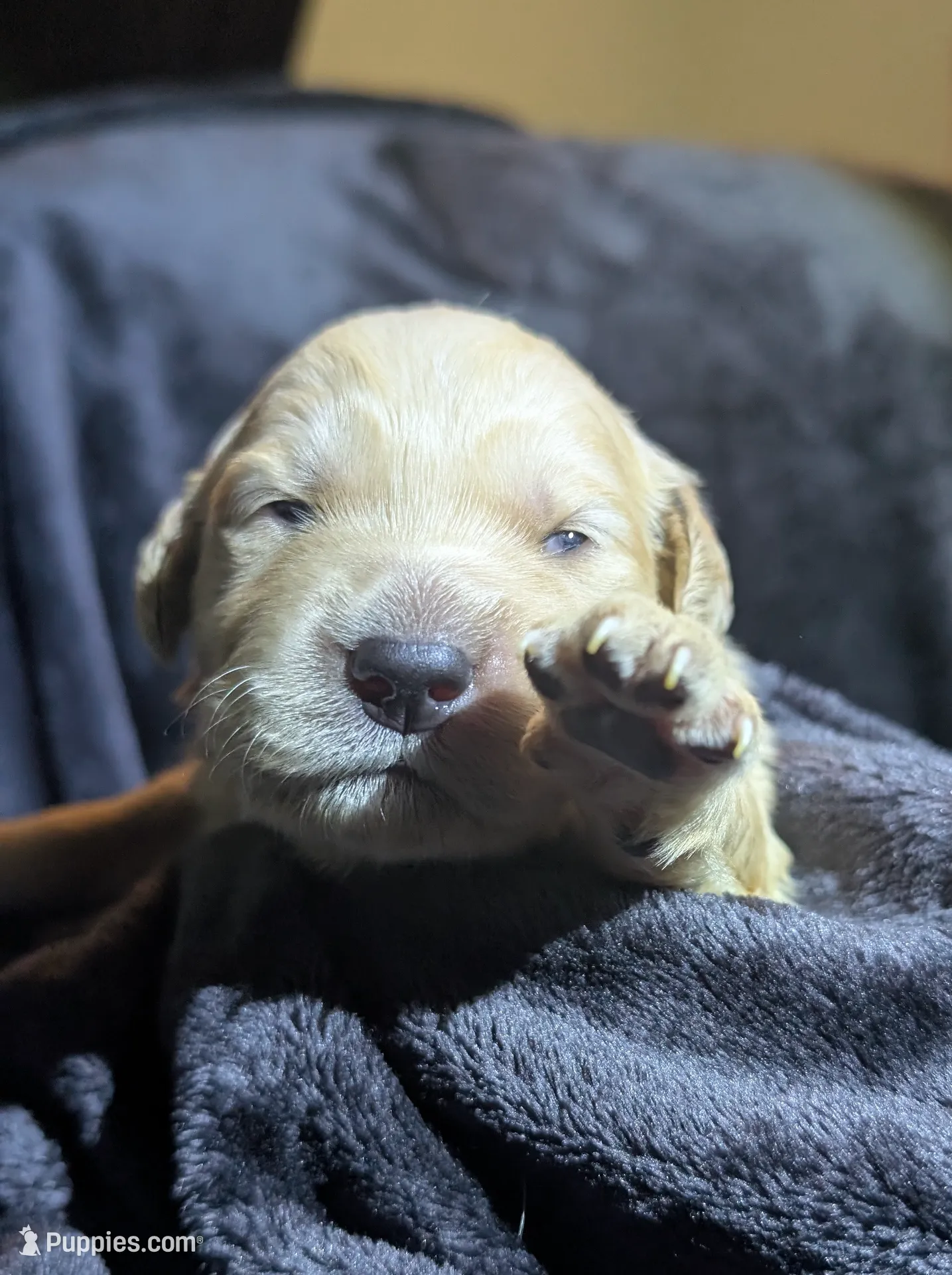 Dark pink girl, a female Golden Retriever for sale in Modesto, CA – Photo 4 of 6