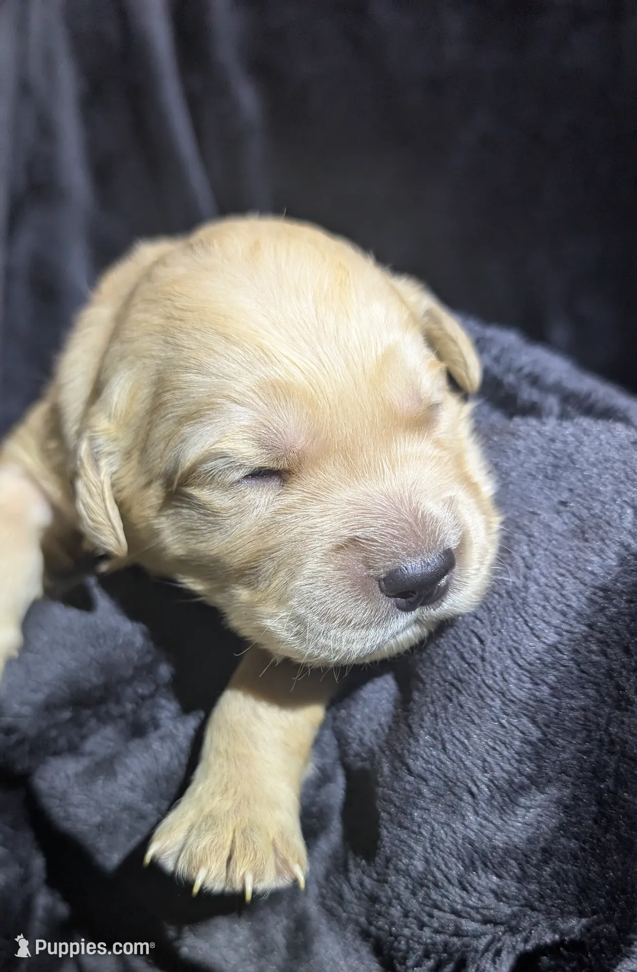 Dark pink girl, a female Golden Retriever for sale in Modesto, CA – Photo 5 of 6